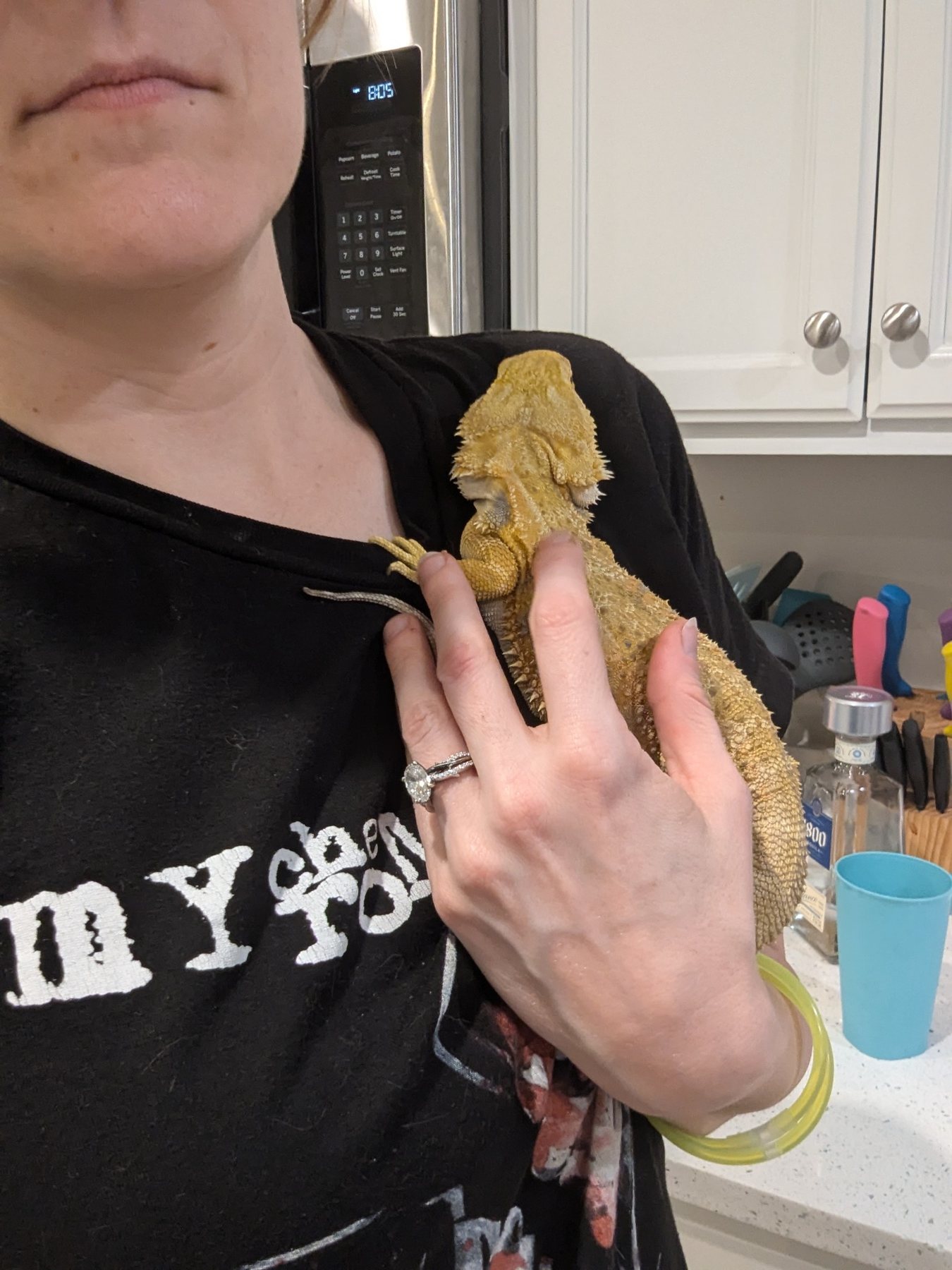 Bearded dragon being gently held