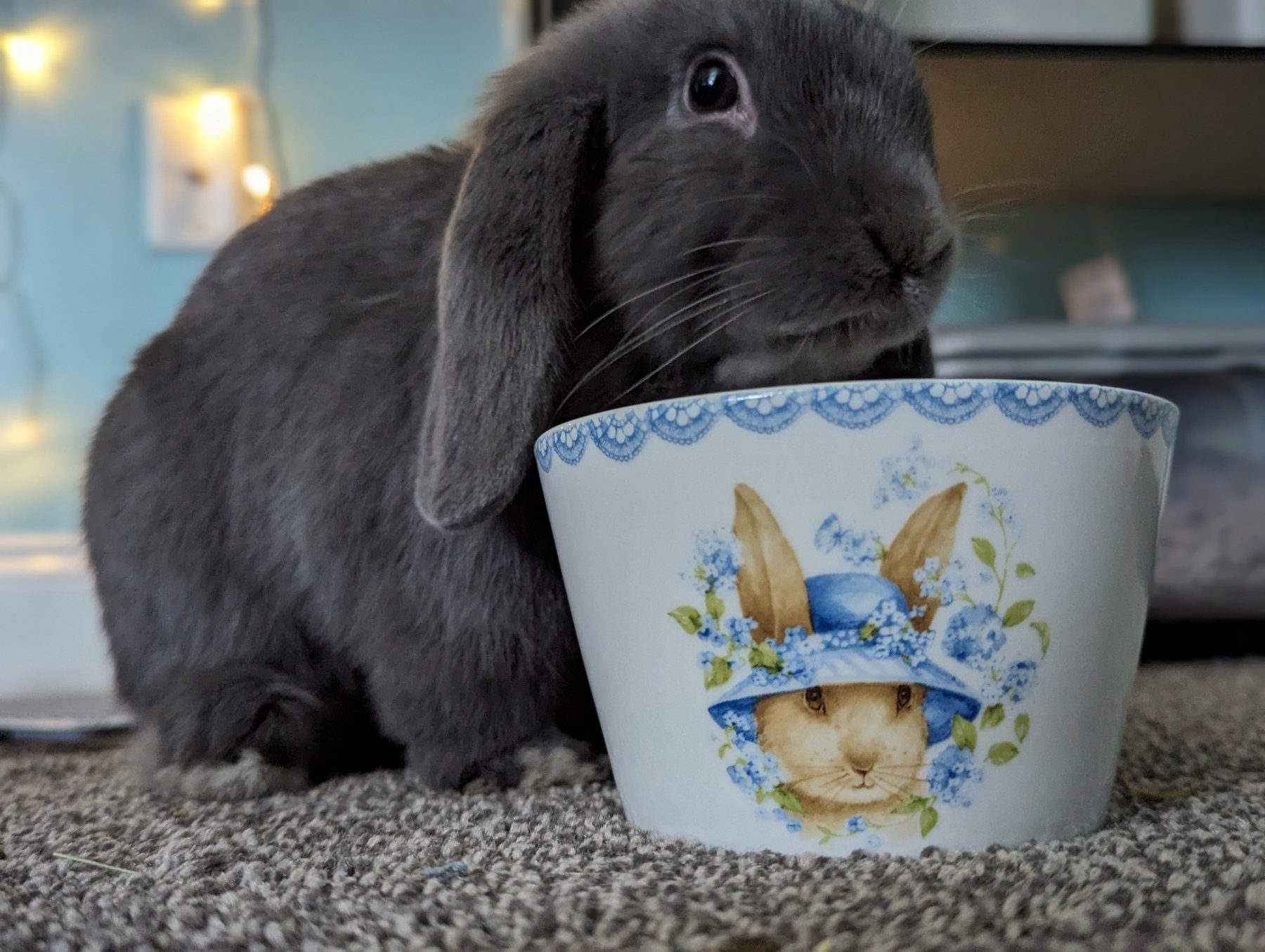 Black lop-eared rabbit beside a rabbit bowl