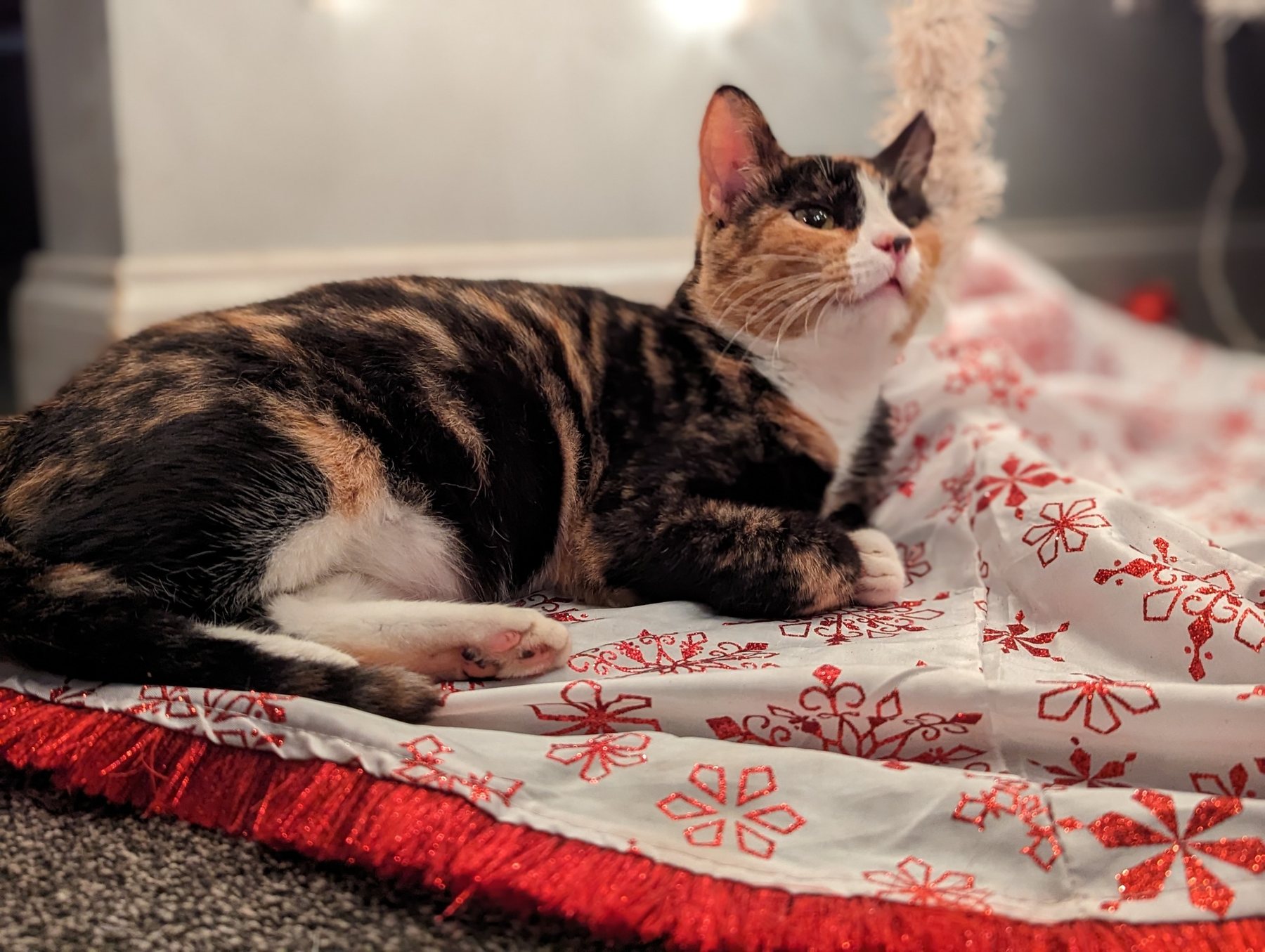 Calico cat resting on a blanket