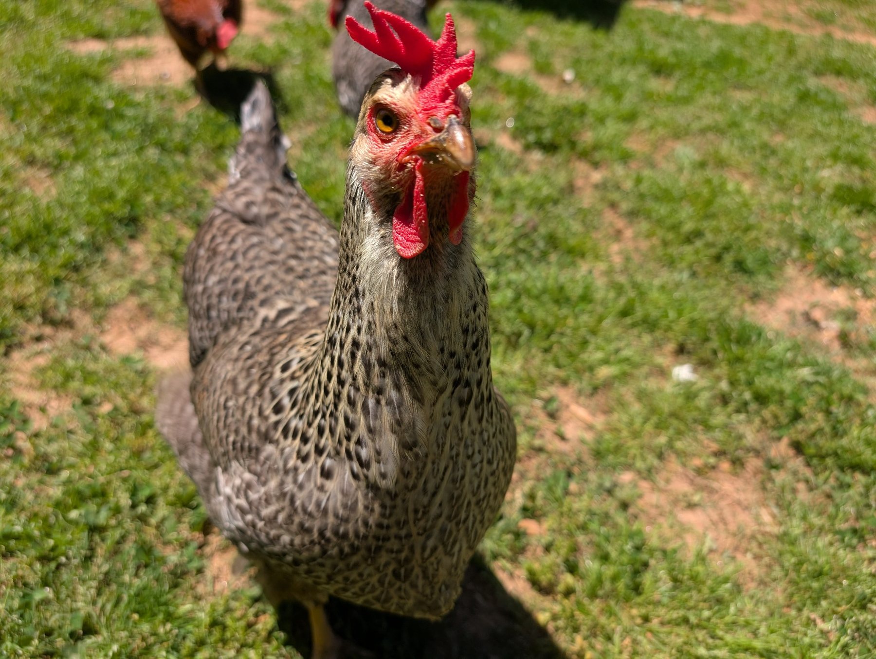 Close-up of a backyard chicken