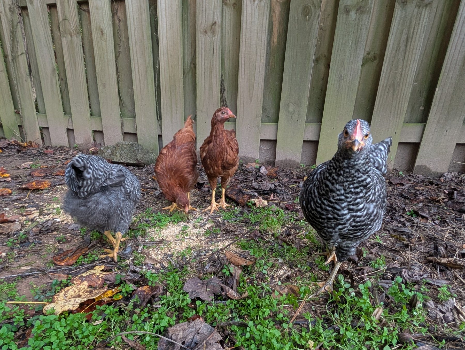 Small backyard flock of chickens