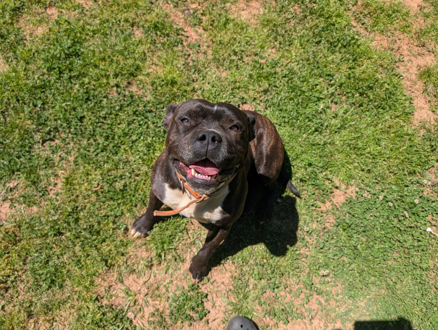 Happy dog sitting outside in the grass