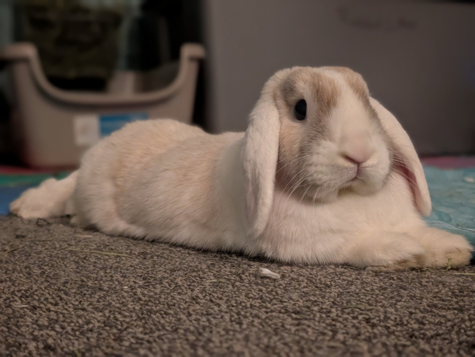 White lop-eared rabbit