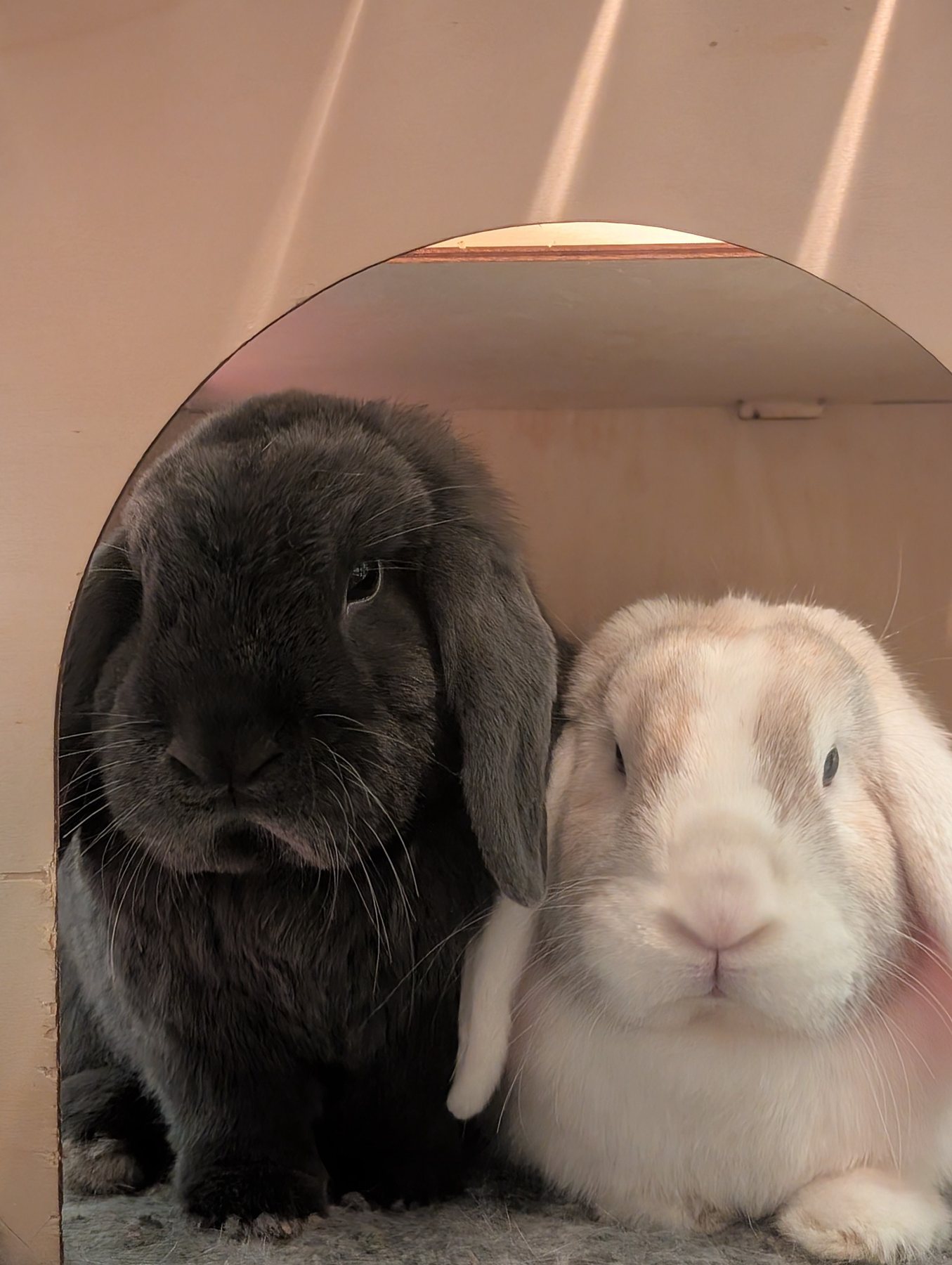 Two lop-eared rabbits sitting together